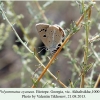 polyommatus cyaneus akhaltsikhe female 1